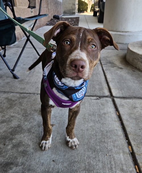 Spinach, an adoptable Labrador Retriever in Silver Spring, MD