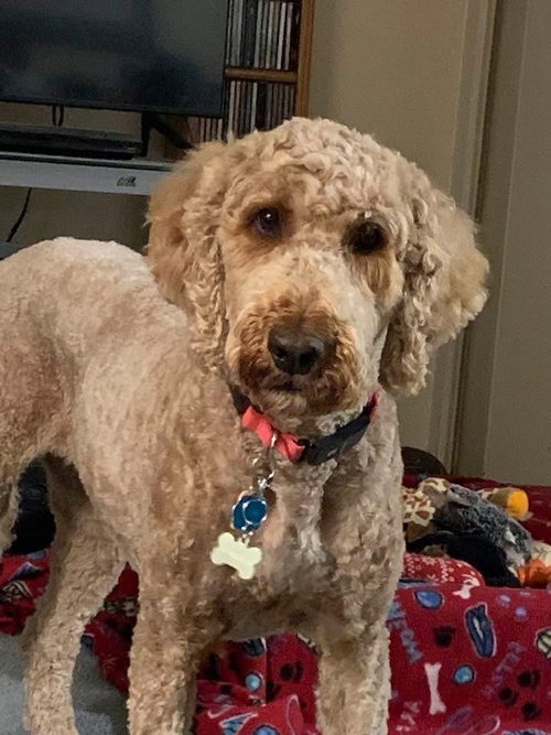 Winnie, an adoptable Golden Retriever in Silver Spring, MD
