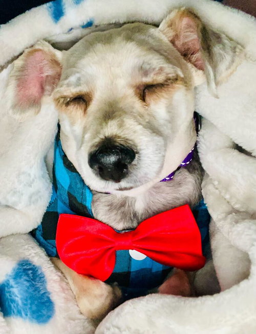 Alfie, an adoptable Yorkshire Terrier Yorkie in Silver Spring, MD
