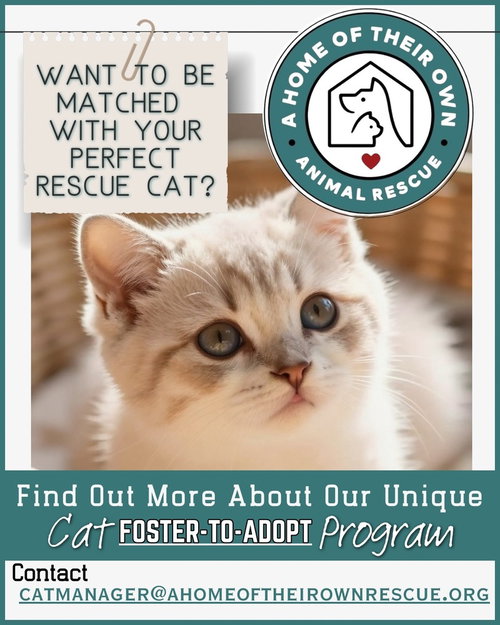 Foster-To-Adopt, Domestic Short Hair, cat for adoption in Manassas, Virginia