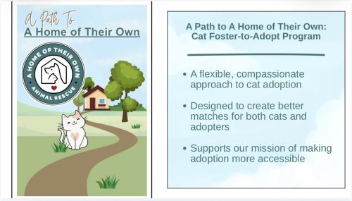 FOSTER-TO-ADOPT - Domestic Short Hair available for adoption