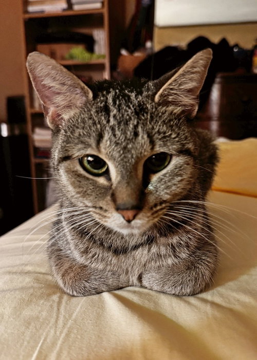 Charlie, an adoptable Domestic Short Hair in Silver Spring, MD
