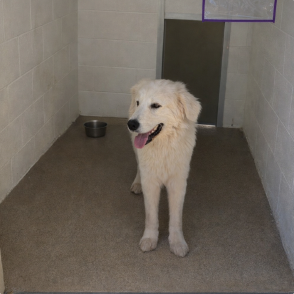 Lasa, an adoptable Great Pyrenees in Silver Spring, MD
