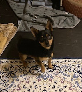 Dobbychi, an adoptable Chihuahua in Silver Spring, MD