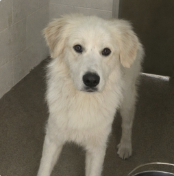 Enyo, an adoptable Great Pyrenees in Silver Spring, MD