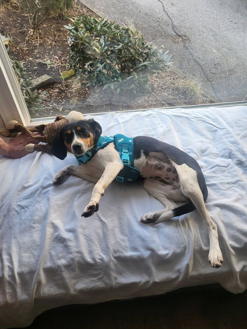 Medusa, an adoptable Beagle in Silver Spring, MD