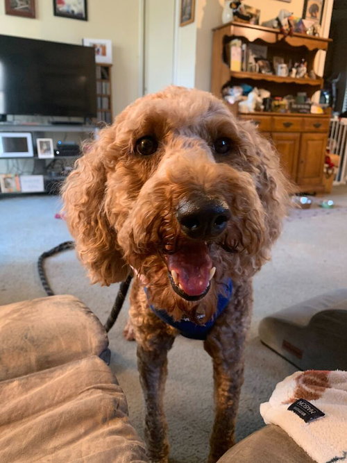 Iris, an adoptable Golden Retriever in Silver Spring, MD