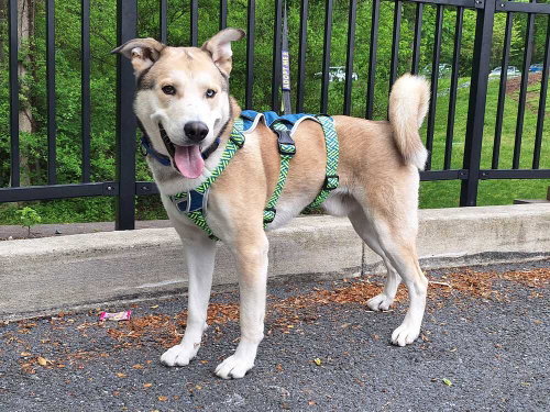 Onion Ring, an adoptable Siberian Husky in Silver Spring, MD