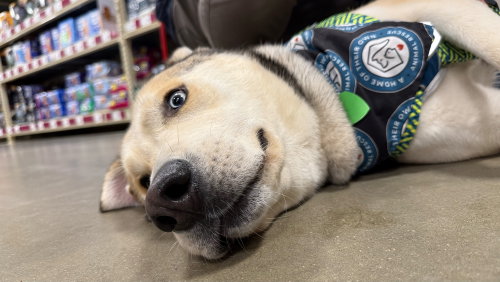 ONION RING - Siberian Husky available for adoption