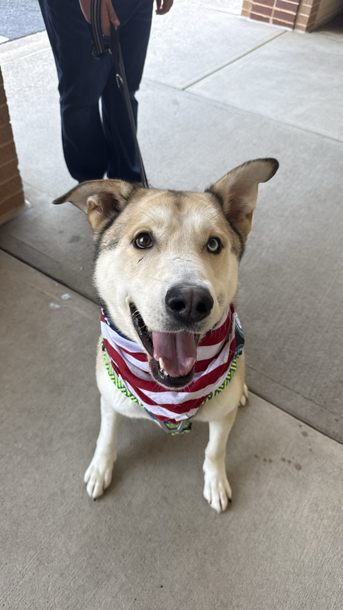 Onion Ring, an adoptable Siberian Husky in Silver Spring, MD