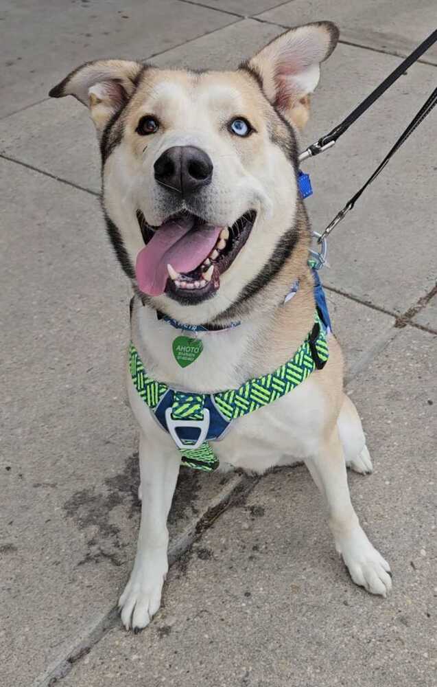 Onion Ring - Siberian Husky