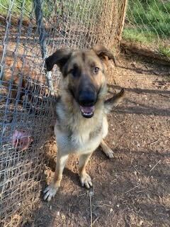 Celsian, an adoptable German Shepherd Dog in Silver Spring, MD