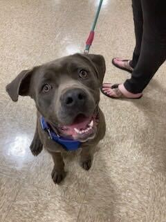 Mixel, an adoptable Labrador Retriever in Silver Spring, MD