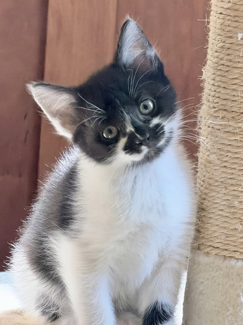 Matilda, an adoptable Domestic Short Hair in Silver Spring, MD