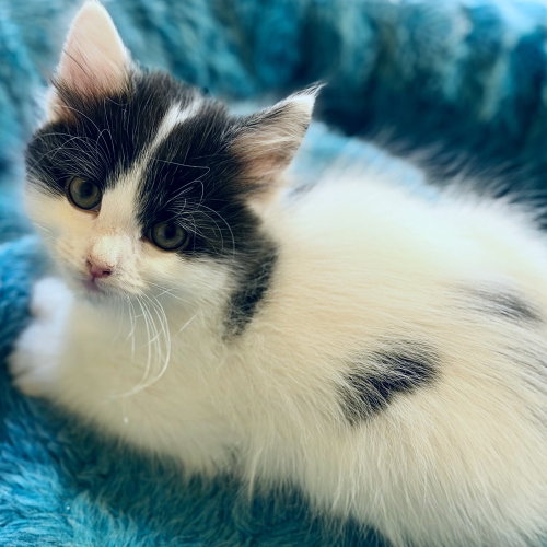 Louisa, an adoptable Domestic Medium Hair in Silver Spring, MD