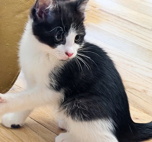 Charming, an adoptable Domestic Short Hair in Silver Spring, MD