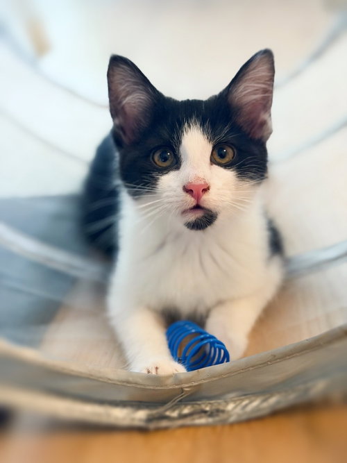 Charming, Baby Domestic Short Hair (short coat), cat for adoption in Annapolis, Maryland