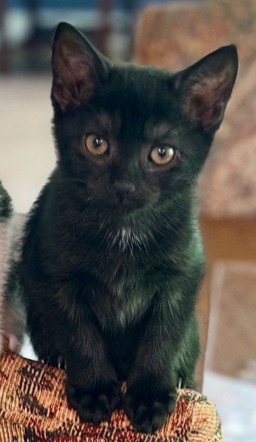 Adelaide, an adoptable Domestic Short Hair in Silver Spring, MD