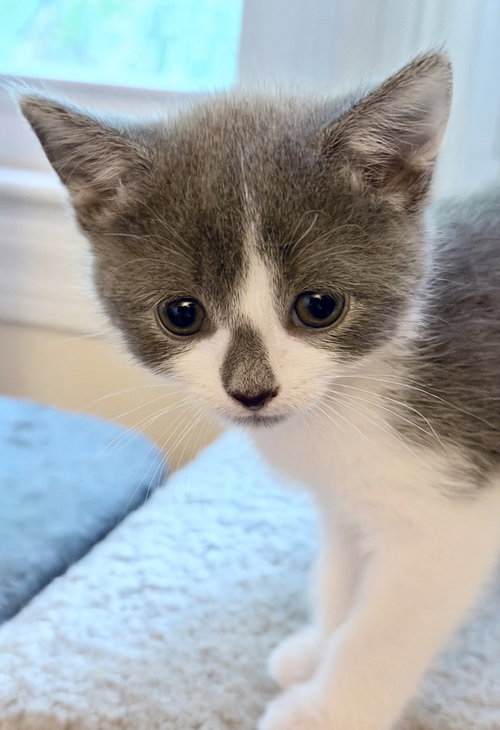 Guinevere, an adoptable Domestic Short Hair in Silver Spring, MD
