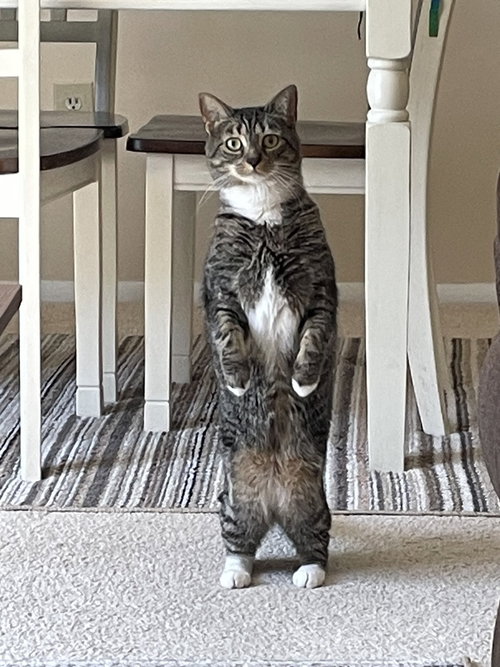 True, an adoptable Domestic Short Hair in Silver Spring, MD