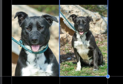 Rocky, an adoptable Labrador Retriever in Silver Spring, MD