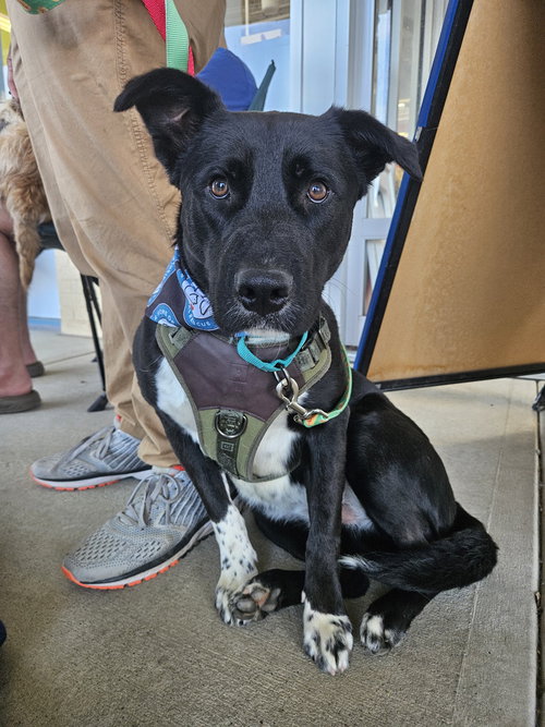 ROCKY - Labrador Retriever available for adoption