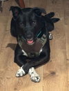 Rocky - Photo 4