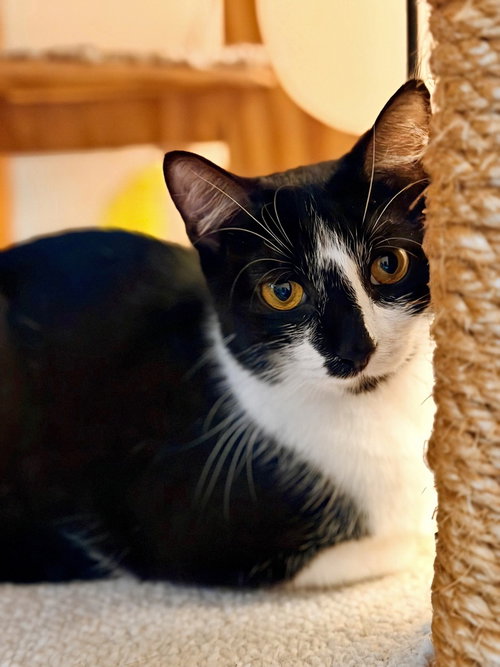 Princess, an adoptable Domestic Short Hair in Silver Spring, MD