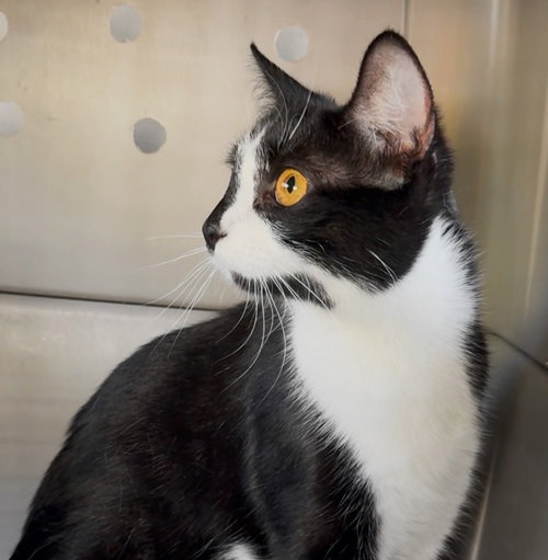Princess, Young Domestic Short Hair (short coat), cat for adoption in Bowie, Maryland