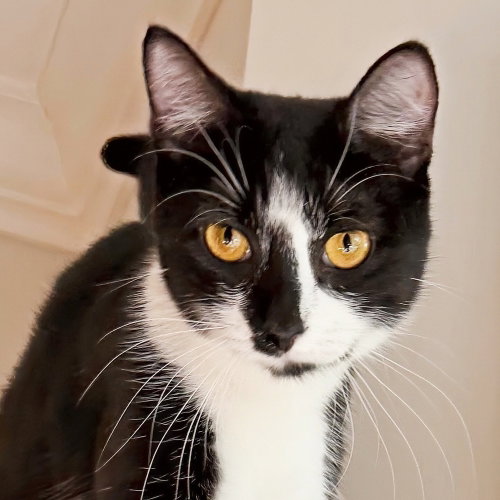 Princess, Young Domestic Short Hair (short coat), cat for adoption in Annapolis, Maryland