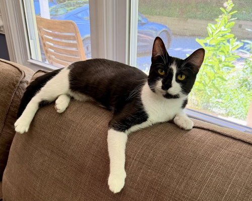 Princess, a cat for adoption from A Home of Their Own Animal Rescue