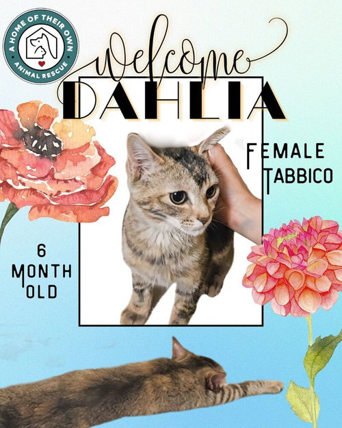Dahlia, an adoptable Domestic Short Hair in Silver Spring, MD