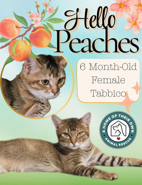 Peaches, an adoptable Domestic Short Hair in Silver Spring, MD