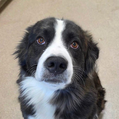 Maine, an adoptable Collie in Silver Spring, MD