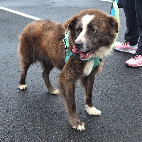 Missouri, an adoptable Collie in Silver Spring, MD