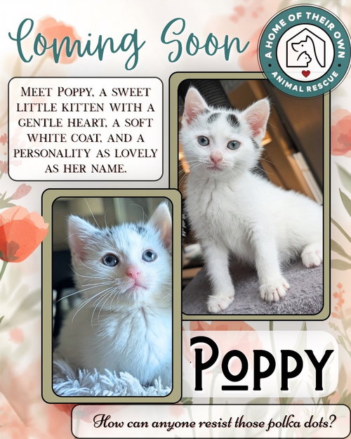 Poppy