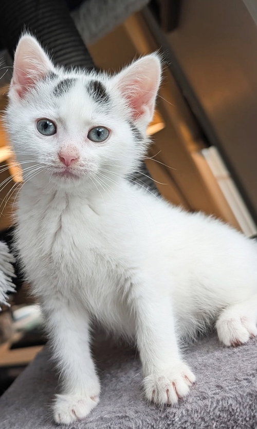 Poppy, Baby Domestic Medium Hair (long coat), cat for adoption in Gaithersburg, Maryland