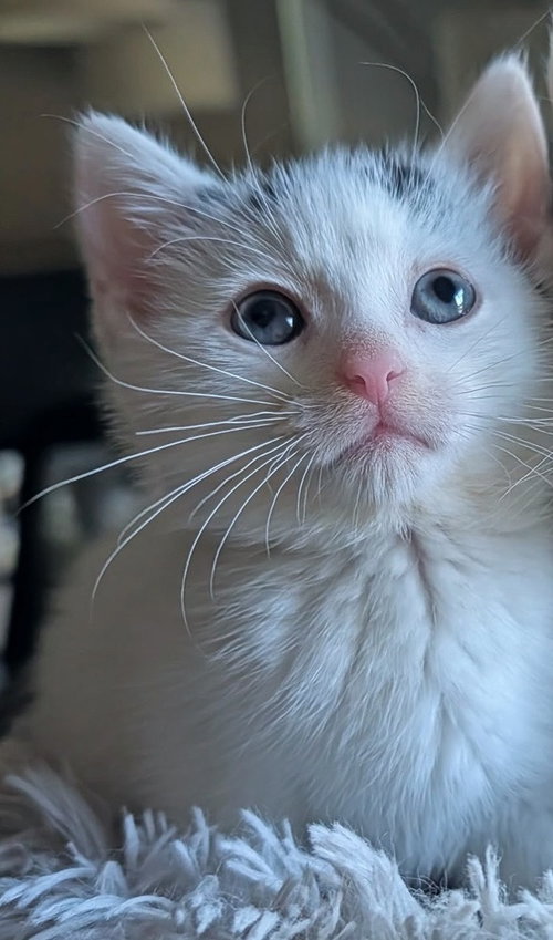 Poppy, Baby Domestic Medium Hair (long coat), cat for adoption in Annapolis, Maryland