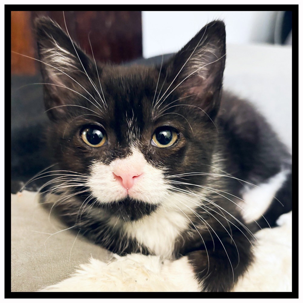 Pixie, cat
