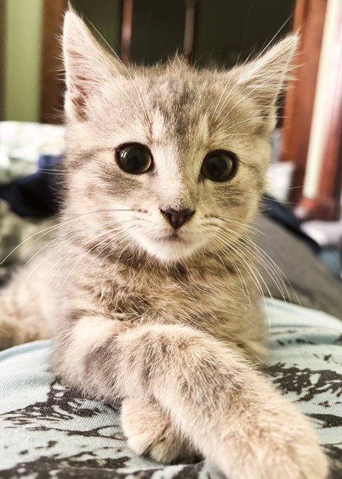 Biscuit