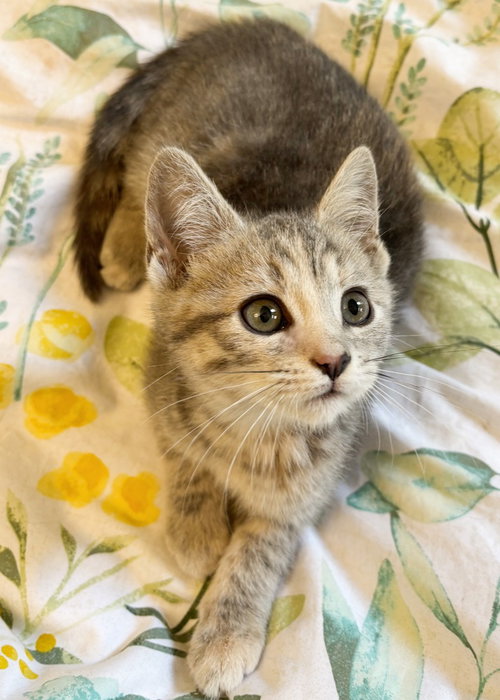 Muffin, Baby Domestic Short Hair (short coat), cat for adoption in Annapolis, Maryland