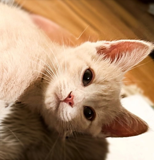 Oliver, Baby Domestic Short Hair (short coat), cat for adoption in Gaithersburg, Maryland