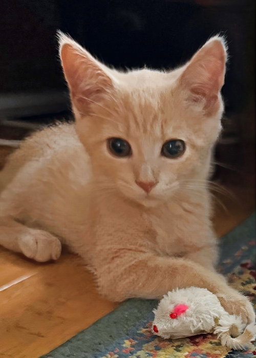 Oliver