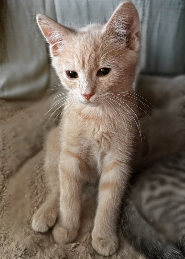 Oliver
