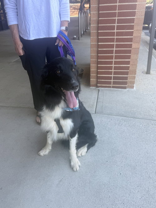 Lucky, an adoptable Border Collie in Silver Spring, MD