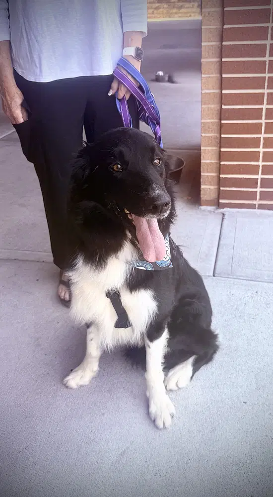 Lucky - Border Collie