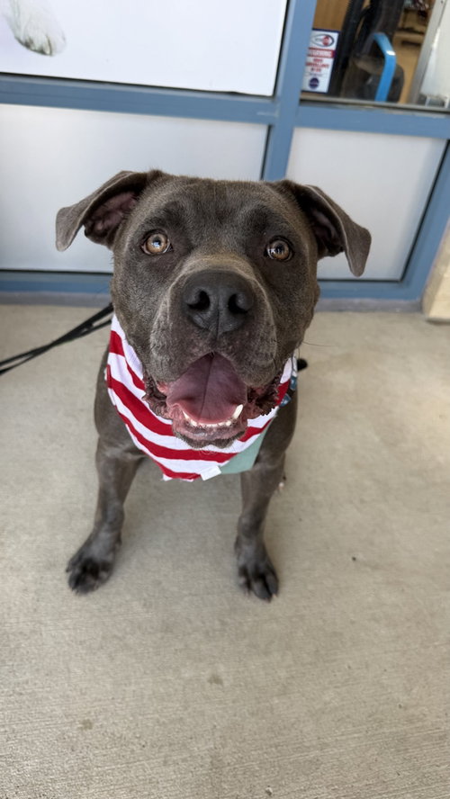 Mixel, an adoptable Labrador Retriever in Silver Spring, MD