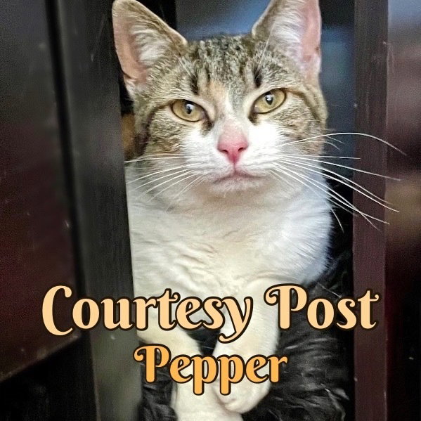 Pepper