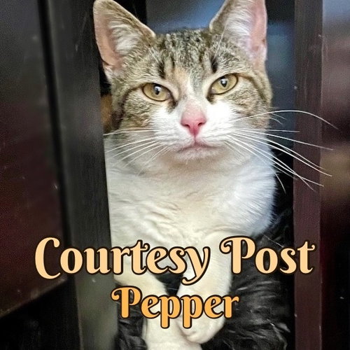 Pepper, Young Calico / Domestic Short Hair / Mixed (short coat), cat for adoption in Manassas, Virginia