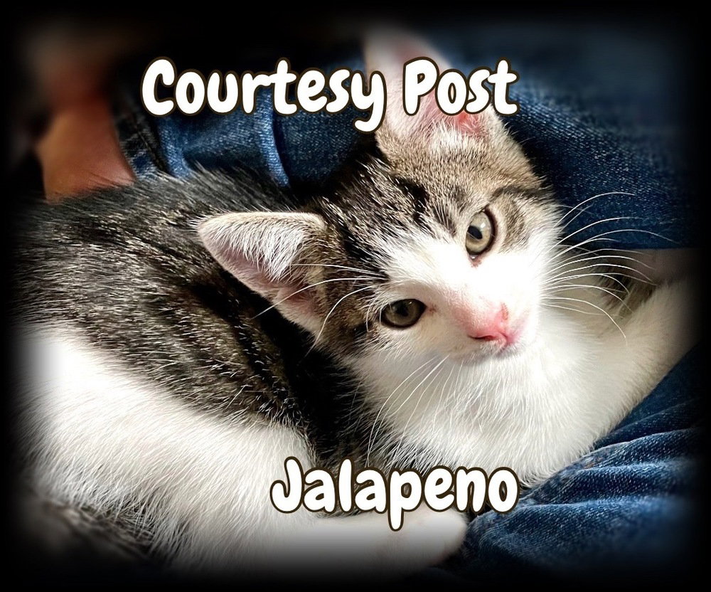 Jalapeno